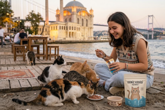 Kediye yaş mama ne sıklıkla verilmeli